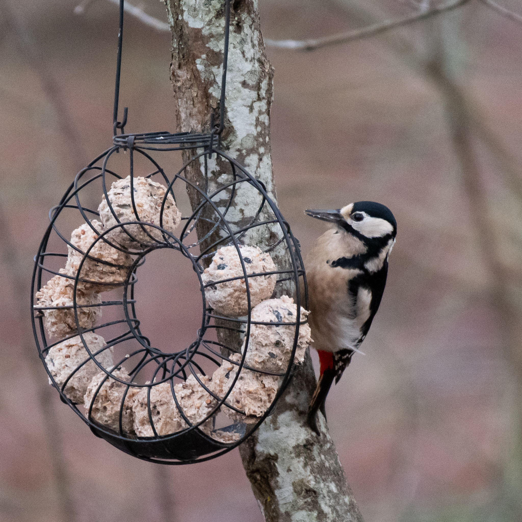 Great spotted woodpecker